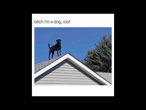 Robbie Nikolov - Куче