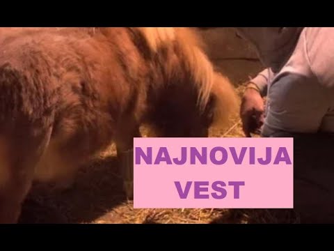 LEKARSKA EKIIPA URADILA HIIITAN PREGLED na Imanju - NIJE LAKO sa Zadrugarima #zadruga #zadrugainfo