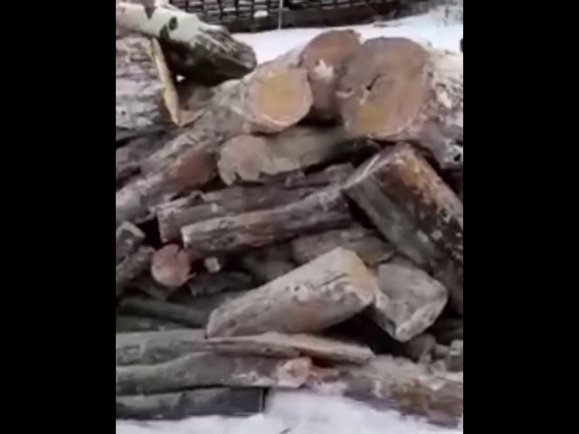 Бөгелмә районында полиция хезмәткәрләре законсыз рәвештә урман кисүне туктаткан
