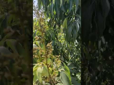 lichi. flowering.. lichi