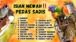 Download lagu 🔴 TEMBAKAN SADIS ‼️MASTERAN MURAI BATU PASTI GACOR EMOSI NAIK mp3