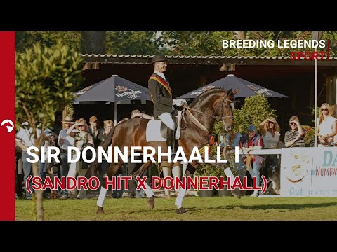 Sir Donnerhall I – Dressurvererber der Extraklasse!🌟