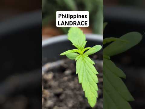 So keimen unsere Samen sicher & schnell! 🌱 | Grow Basics #1