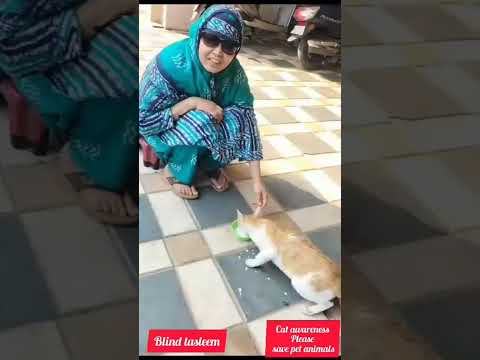 Cat Awareness |please save pet Animals |blind tasleem nazeer