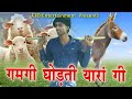 गमंगी घोड़ती यारा गी || राजस्थानी Song  || Gamgi Ghorti Yara ki #Rajasthani_Funny_Song