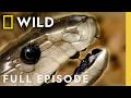 In Cold Blood Full Episode World S Deadliest Compilation Nat Geo Animals
