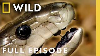 Download lagu In Cold Blood (Full Episode) | World's Deadliest Compilation | Nat Geo Animals mp3