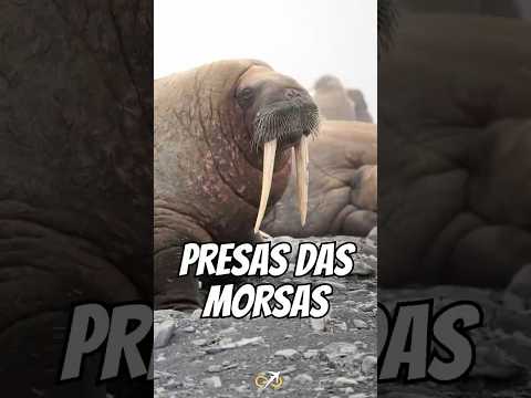 Por que MORSAS dormem APOIADAS nos próprios DENTES?