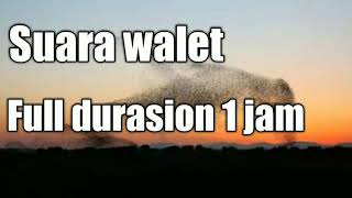 Download lagu Suara walet terheboh 1 jam full version mp3 Download lagu Suara walet terheboh 1 jam full version mp3