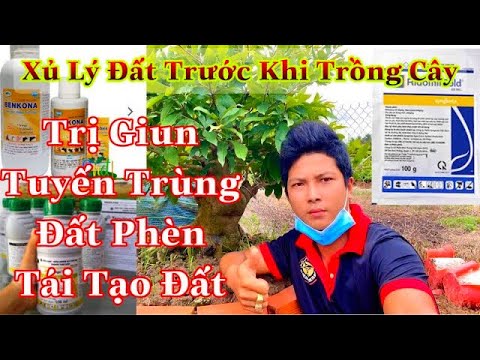 cách xủ lý đất trước khi trồng cây | trị bệnh tuyến trùng  trên mai vàng | cách trị giun cho cây