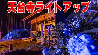 【幻想的】天台寺のあじさいライトアップがヤバいらしい。【岩手県】