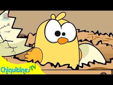 El Pollito Lito 🐣 La canción infantil más TIERNA 🌛⭐️ para la hora de dormir 😴 | ChiquitinesTV