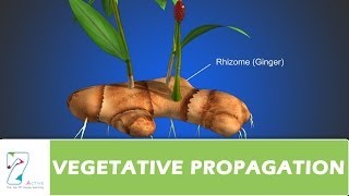 VEGETATIVE PROPAGATION