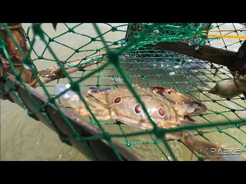 EP752-P1 - Paghuli ng Alimasag | Pagtatanim sa Isla