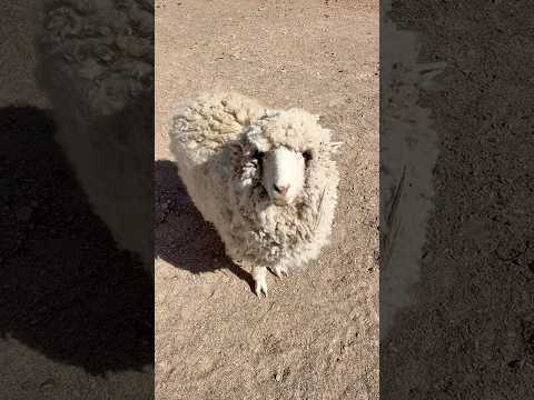 Nuestro amigo Pepe nos viene a saludar en el desayuno en Barrancas Jujuy