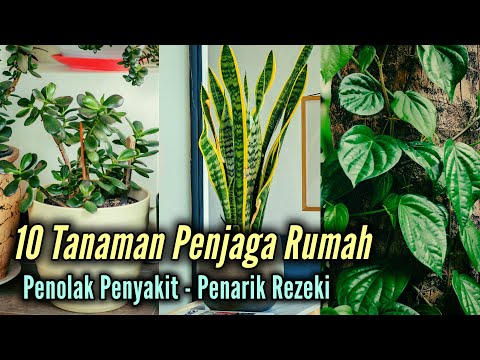 10 Tanaman Penjaga Rumah, Penolak Penyakit Hingga Penarik Rezeki