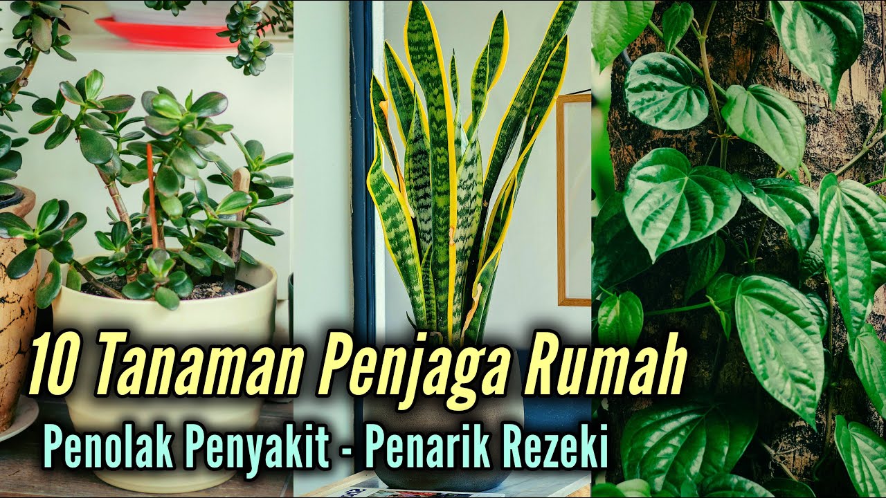 10 Tanaman Penjaga Rumah, Penolak Penyakit Hingga Penarik Rezeki