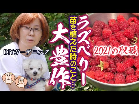 ラズベリーの錆びを処理するにはどうすればよいですか？すべての庭師へのアドバイスと予防  庭園