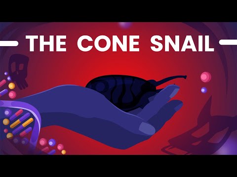 We Forgot the Most Dangerous One: The Cone Snail