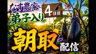 【LIVEアーカイブ】🍆朝採れナス収穫！ナス農家弟子入り4日目！朝から本気の収穫配信👑26.7.16