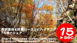 紅葉の西沢渓谷をハイキング！コースを15秒でシェア。Share Nishizawa Gorge in Autumn in 15 seconds,Yamanashi