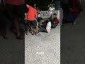 Rottie pulls down human 😐 failed dog breeding #viral #dog #doglover #pets #aggressive #strong