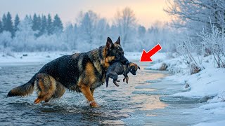 German Shepherd Carries Dying Puppy Through Freezing River—And Collapses at Stranger’s House