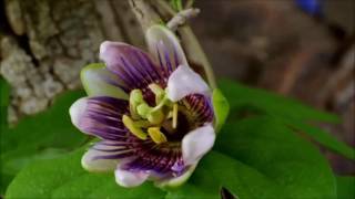 Daniel Balavoine partir avant les miens