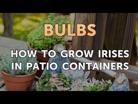 How to Care for a Gladiolus After It Blooms