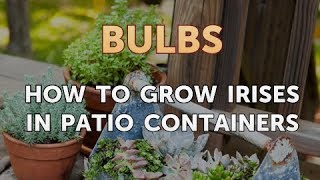 How to Grow Irises in Patio Containers