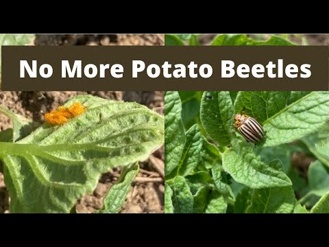 , title : 'How to Get Rid of Potato Beetles | Organic Potato Beetle Control'