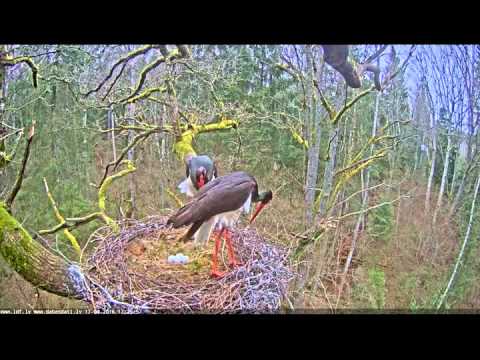 2016 04 17 17h25m52s  melnais starkis a change Female in Male out