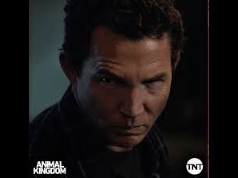 Animal Kingdom: The Best of Pope