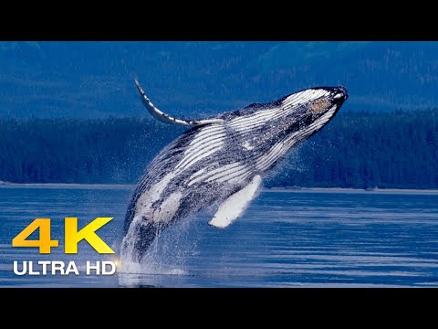 4K Giant whale in the Pacific Ocean 🐳 Relaxing beautiful reef fish - Relaxing sleeping music