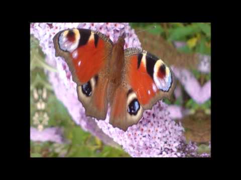 Liedermacher Stefan B   Der Mensch