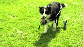 Rex the rescued retired (18) sheepdog about on his wheels to the demo of Dr Ds 2 to 3 to 2.mp4