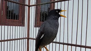 Download lagu Masteran Jalak Kebo Mata Putih Jalak Apapun Langsung Ikut Bunyi - Masteran Jalak Gacor #152 mp3