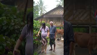 Download lagu Ibu Hamil di Temani Kakek Memetik Anggur Di Tengah Hujan #rainsoundforsleeping #asmr #shorts #short mp3