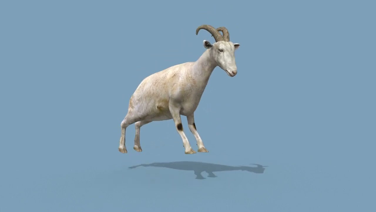 Top Goat 8K - 3d animated 3D Model