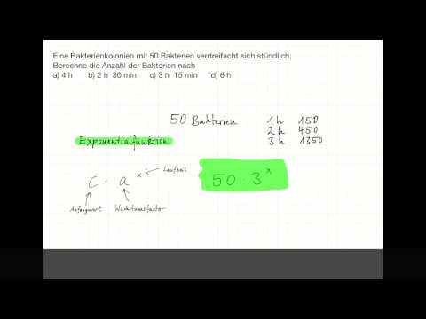 Exponentialfunktion: Wachstum von 50 Bakterien nach verschiedenen Zeitspannen