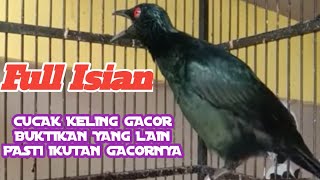 Download lagu Cucak Keling Gacor Merangsang Keling Lain Ikutan Gacor Ditambah Teleerr mp3 Download lagu Cucak Keling Gacor Merangsang Keling Lain Ikutan Gacor Ditambah Teleerr mp3