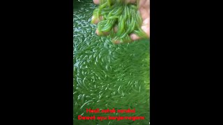 Download lagu Hasil cetak cendol dawet ayu banjarnegara mp3