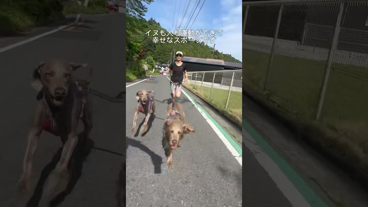 イヌと走るカニクロス！5kmの世界記録は？？？ #ランニング #カニクロス #ランニングフォーム