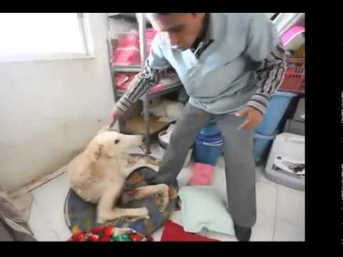 Canine center houses thousands of dogs and cats