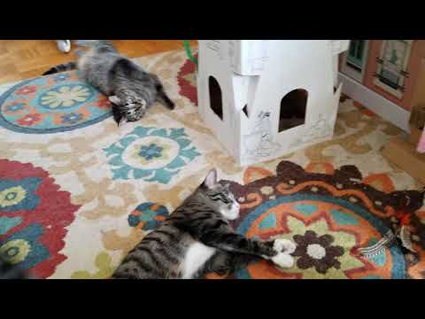 Rescue Cats on Silver Vine Powder- Review of NATURAL CAT TOY Catnip/Silver Vine Powder Combo