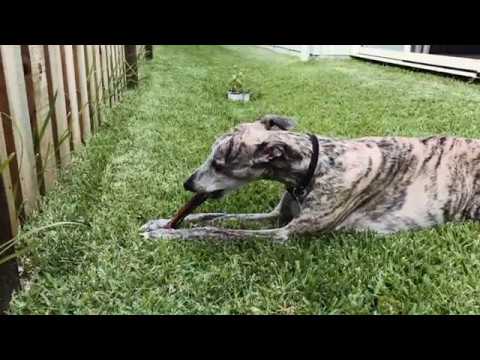 Roscoe the whippet cleaning his teeth with bull dick (beef pizzle)