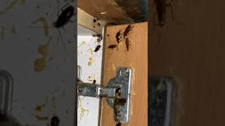 Album cover: Cockroaches