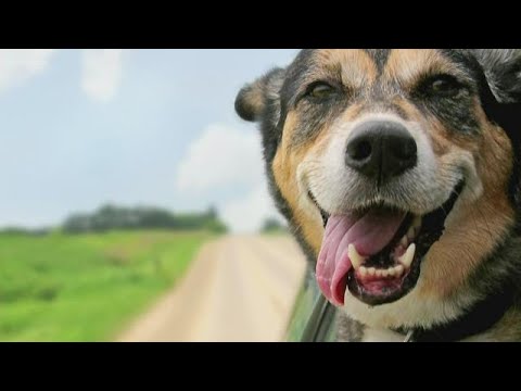 In Other News: Dogs could help cure cancer, Pinterest wedding trends, exercise and your personality