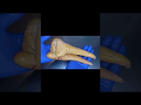 水鳥は本当に魚の卵を広めるのでしょうか?