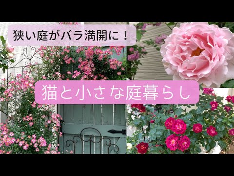 arbre pour petit jardin Charme-commun-Carpinus-betulus